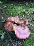 Boletus pallidoroseus image
