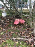 Boletus pallidoroseus image