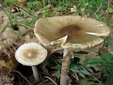 Amanita brunnescens image