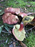 Boletus pallidoroseus image