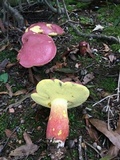 Boletus pallidoroseus image