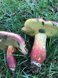 Boletus pallidoroseus image