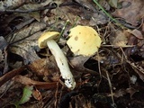 Leccinum luteum image