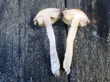 Leccinum luteum image