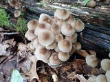 Mycena inclinata image