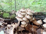 Mycena inclinata image