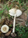 Amanita brunnescens image