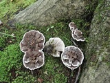 Phellodon confluens image