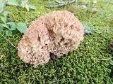 Ramaria botrytis image