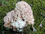 Ramaria botrytis image