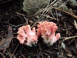 Ramaria subbotrytis image