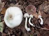 Agaricus leptocaulis image