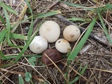 Bovista pusilla image