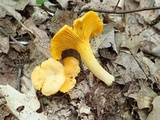 Cantharellus flavus image