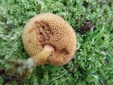Chalciporus piperatus image