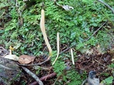 Clavaria fumosa image