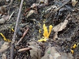 Clavulinopsis laeticolor image