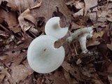 Clitocybe odora image