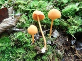 Entoloma quadratum image
