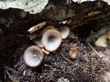 Humaria hemisphaerica image