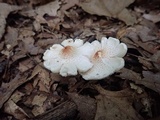 Lepiota cristata image