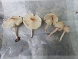Lepiota cristata image