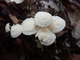 Marasmius delectans image
