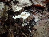Marasmius delectans image