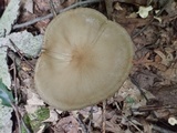 Oudemansiella furfuracea image