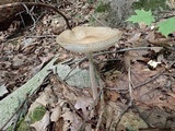 Oudemansiella furfuracea image