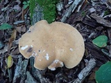 Polyporus radicatus image