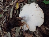 Polyporus radicatus image