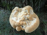 Inonotus dryadeus image
