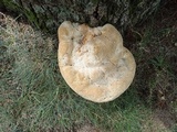 Inonotus dryadeus image