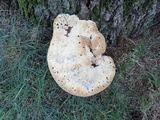 Inonotus dryadeus image
