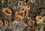 Peziza ripensis image