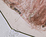 Peziza ripensis image