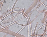 Peziza ripensis image