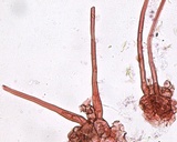 Peziza ripensis image