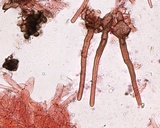 Peziza ripensis image