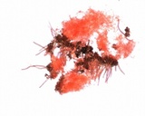 Peziza ripensis image