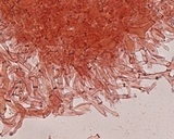 Peziza ripensis image