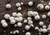 Lasiosphaeria ovina image