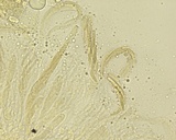 Lasiosphaeria ovina image