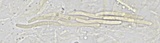 Lasiosphaeria ovina image