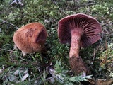 Laccaria trullisata image