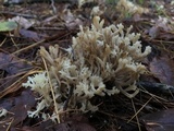 Clavulina coralloides image