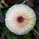 Lepiota rubrotinctoides image