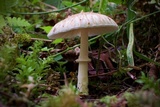 Lepiota rubrotinctoides image