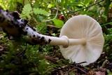 Lepiota rubrotinctoides image